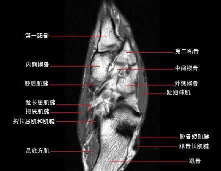 《以咩咩启示录》骨骰规则详解（探秘这款游戏的精髓）