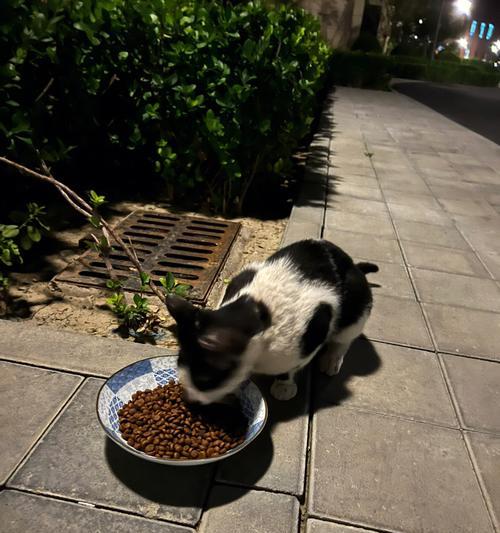 《如何让你的猫触发喵圈的游戏方法》（打造最有趣的猫咪互动游戏）
