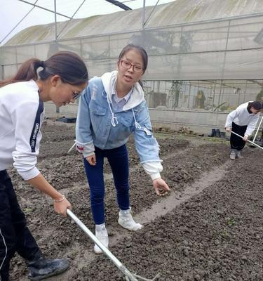 小森生活白菜种子种植攻略：如何确保种子成活率？