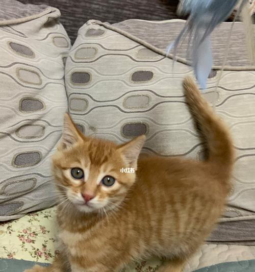 小森生活猫咪领养途径一览？如何顺利领养一只小猫咪？