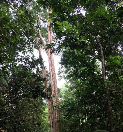悠久之树伊尼特怎么样？它真的厉害吗？