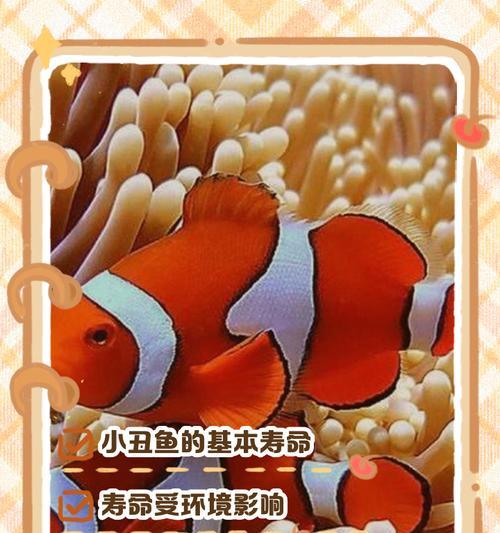 口袋妖怪朱紫小丑鱼进化条件是什么？进化后有什么变化？