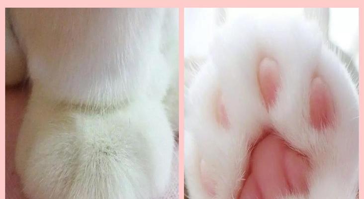 我的世界中如何收服猫咪？收服猫咪的正确方式是什么？