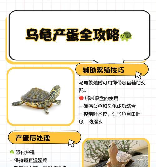 我的世界中龟如何繁殖？繁殖过程是怎样的？