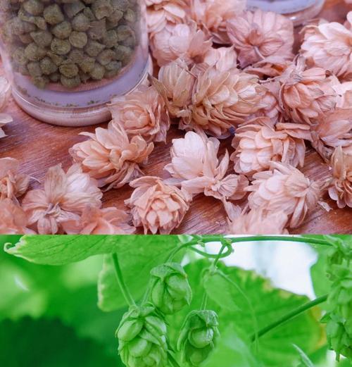 我的世界啤酒花使用方法是什么？如何正确种植啤酒花？