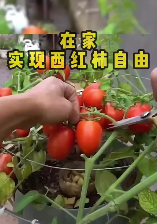 我的世界番茄种植技巧有哪些？