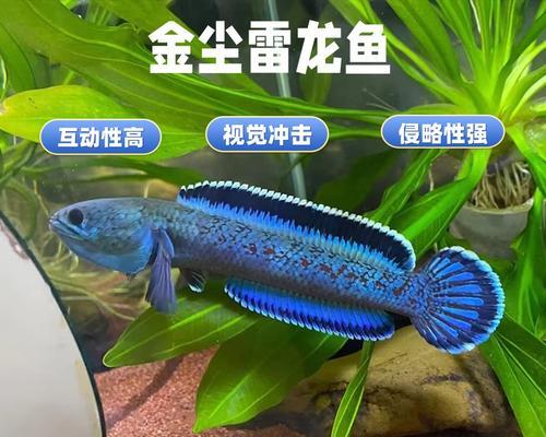 寻仙中如何兑换雷龙？获得雷龙的条件是什么？