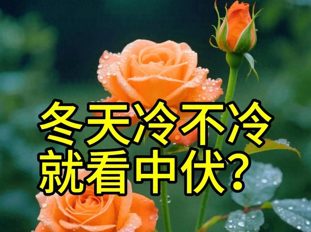 7月30日中伏，“冬天冷不冷，就看中伏”，今年冬天要冷到哭？