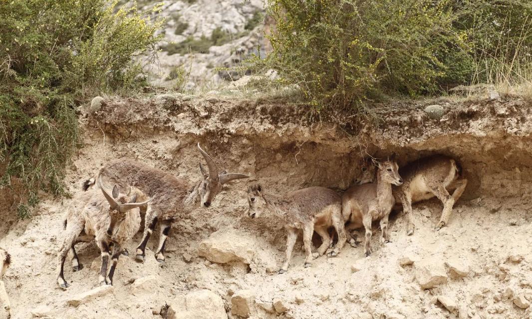 《掌握门派岩羊打法，轻松拿下对手》（详解我的门派岩羊打法）