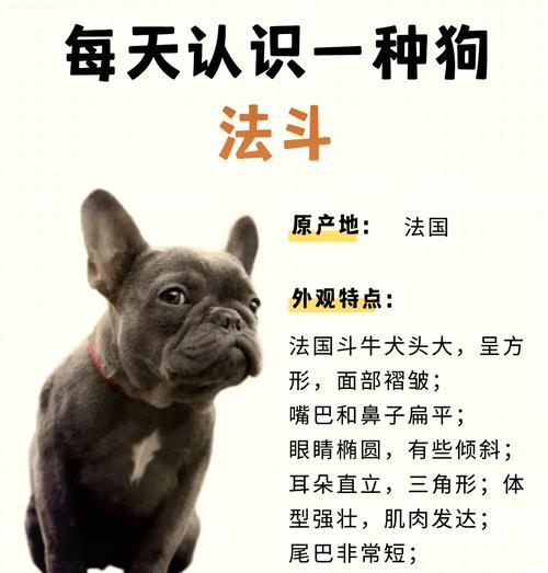 斗战神神将战犬选择技巧有哪些？如何挑选合适的战犬？