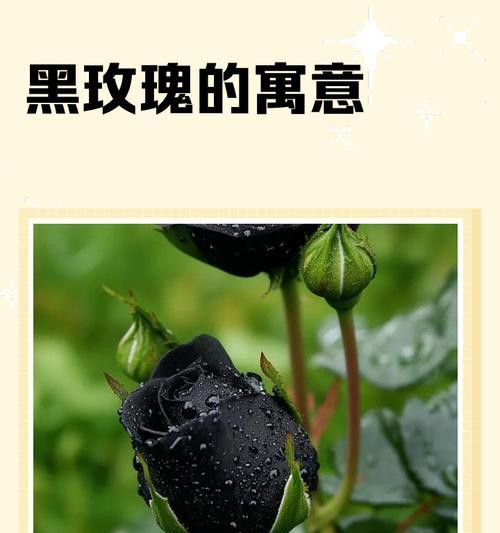 动物森友会（探索黑玫瑰的培育技巧）