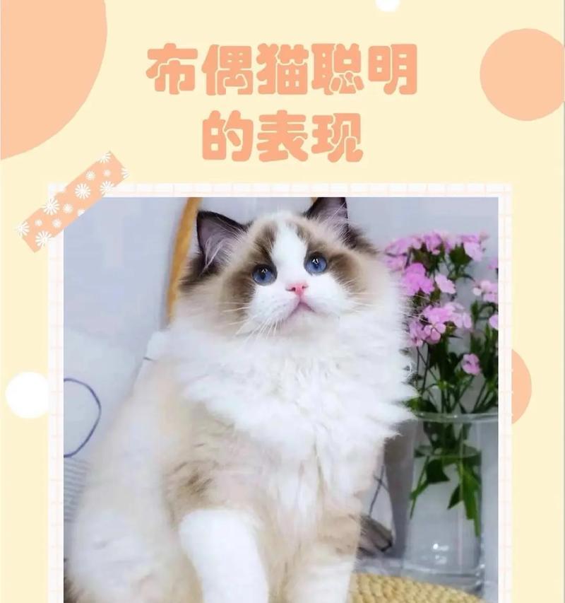 探索布偶星球（与布偶互动）